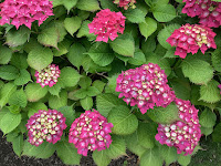 Photo by Sheila Webber of Pink Hydrangea in July 2024