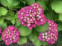 Photo by Sheila Webber of Deep Pink Hydrangea in July 2024