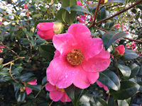 Photo by Sheila Webber of a deep pink camellia in February 2024