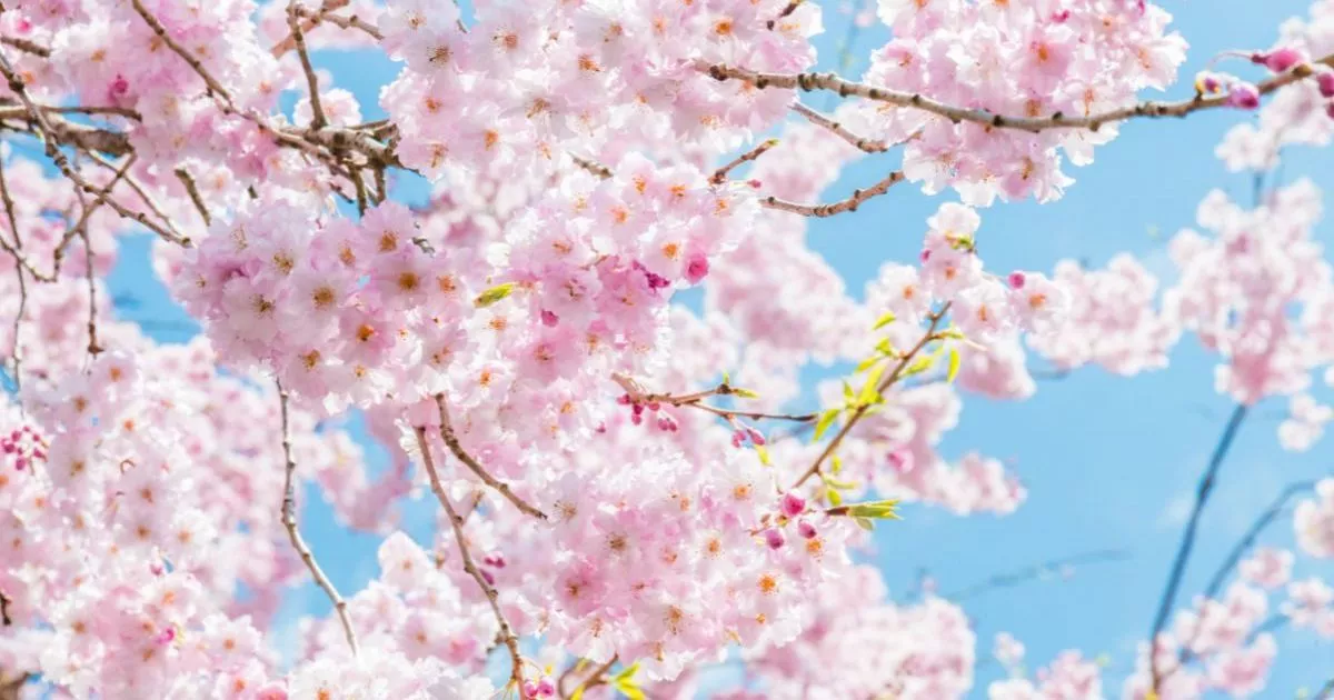 ‘Cloud-like’ cherry blossom tree that creates an ‘elegant, soft-pink’ bloom is on sale for £35