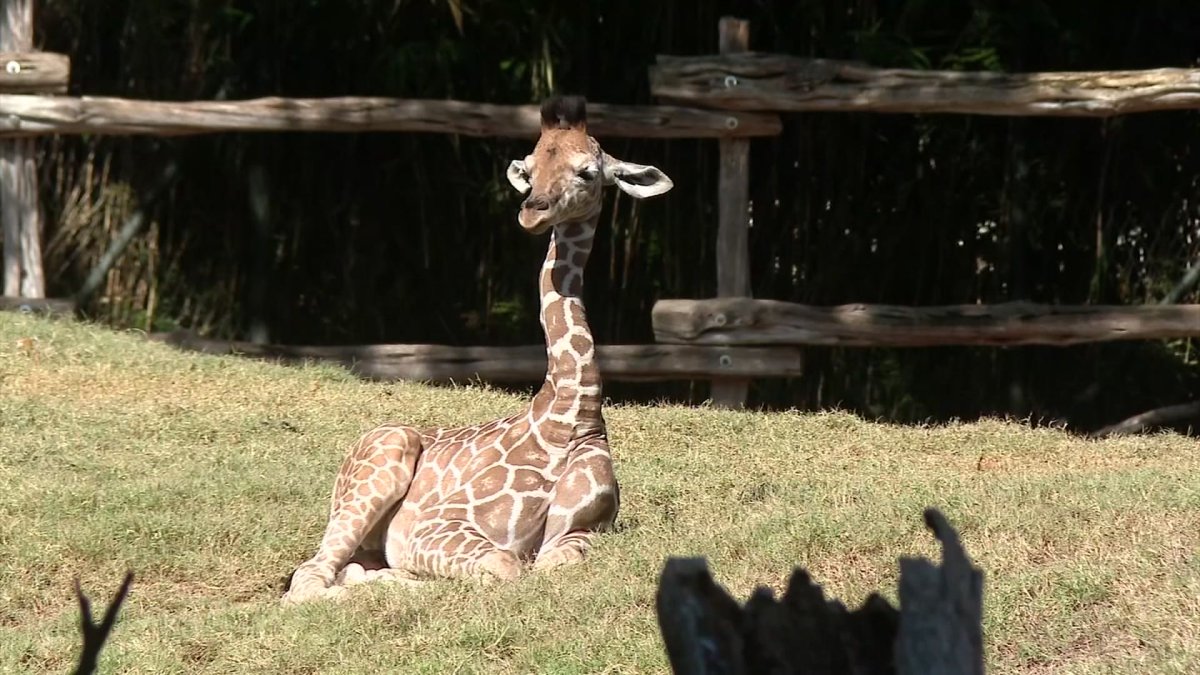 Fort Worth Zoo welcomes calves and cubs this fall – NBC 5 Dallas-Fort Worth